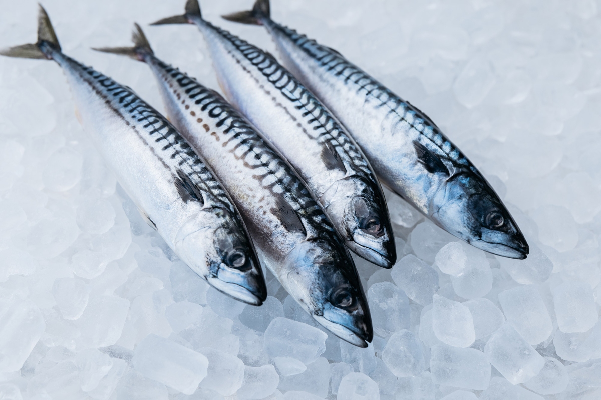 Makel Fish Pelagic
