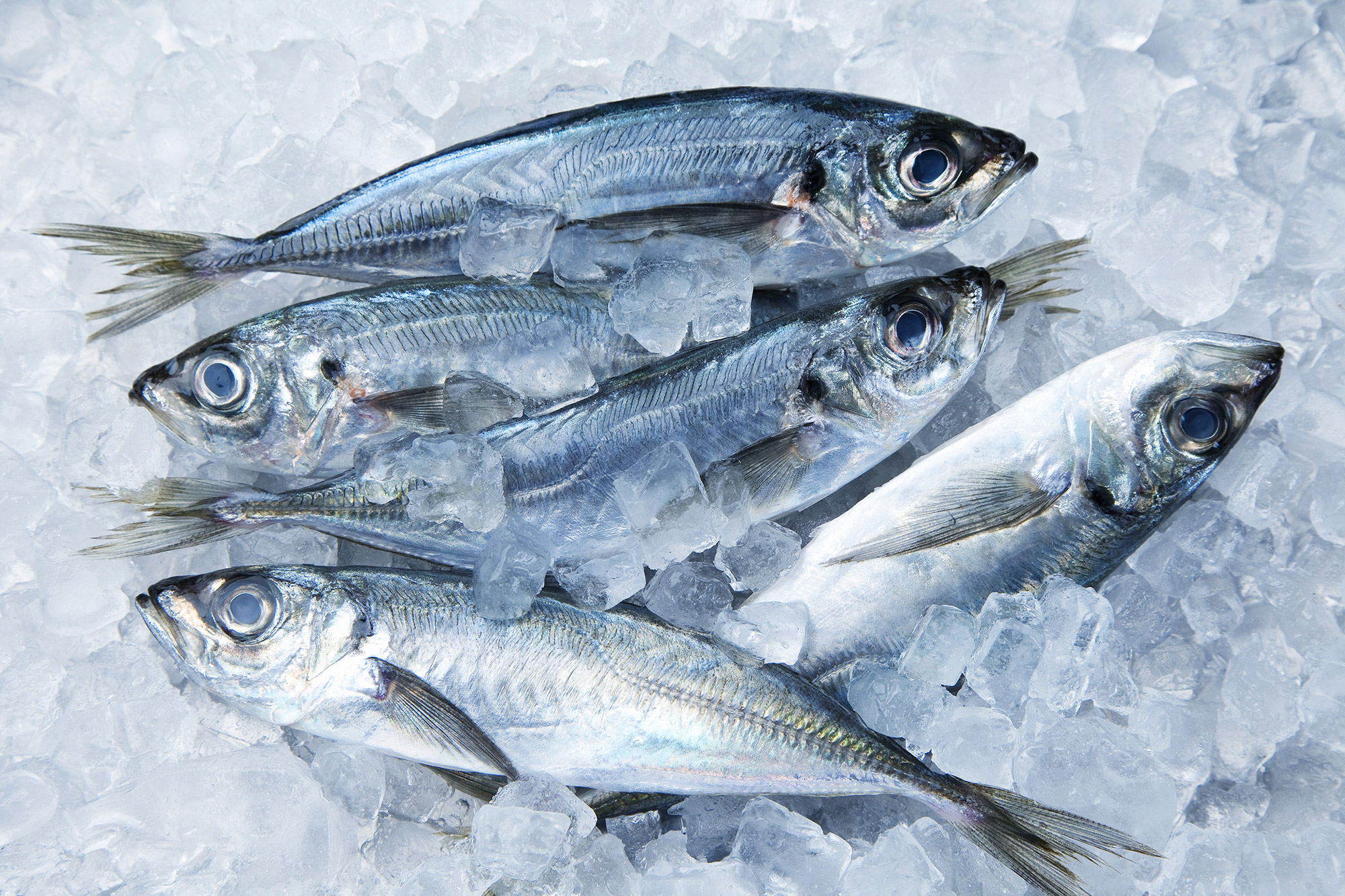 Horse mackerel