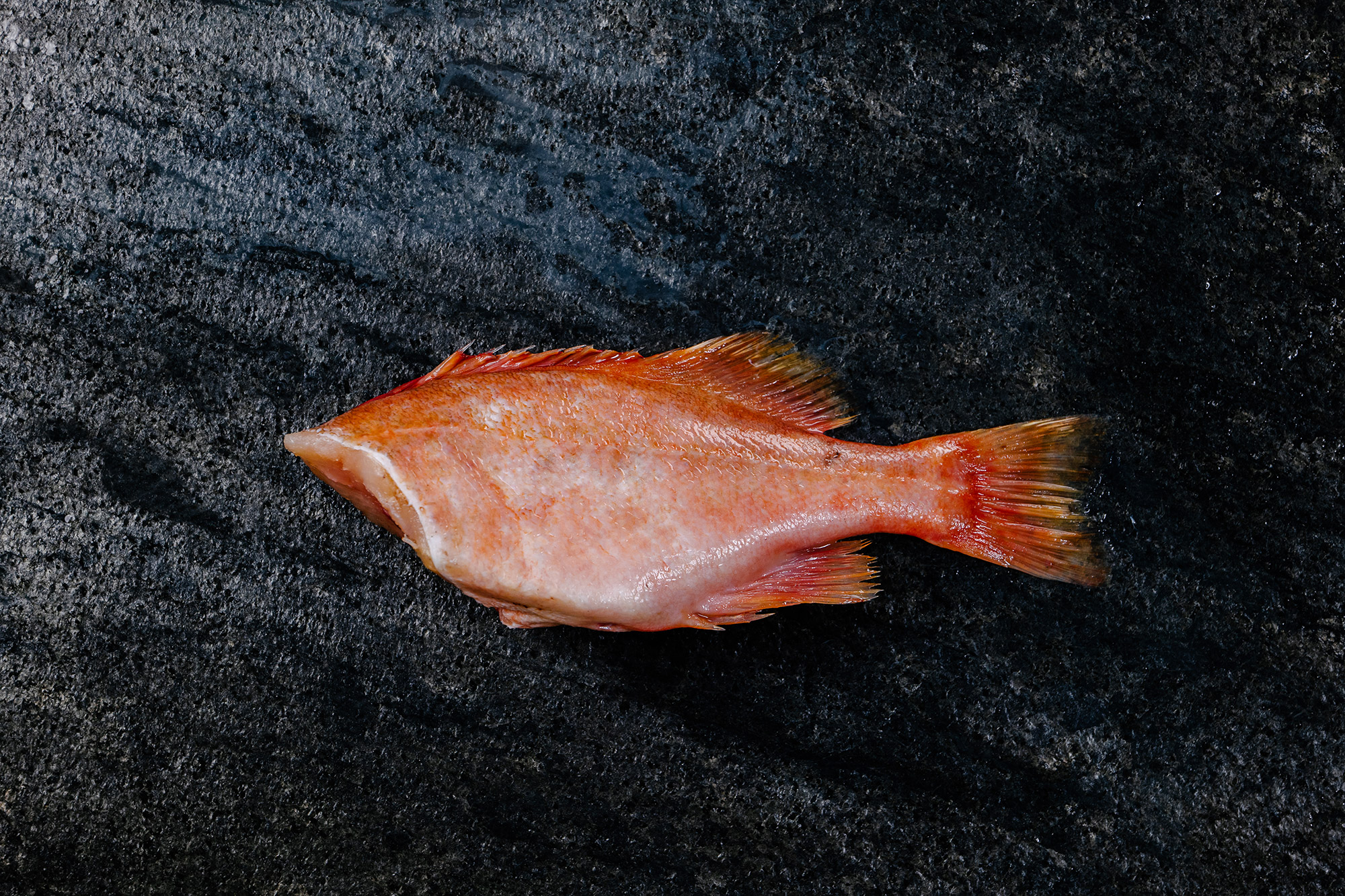 Sea Frozen Whitefish